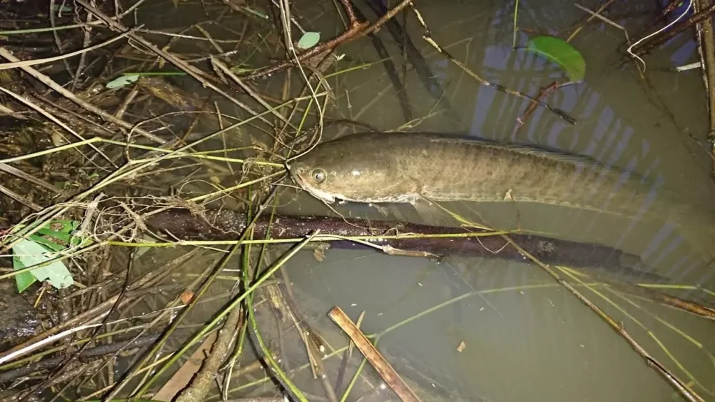 Nằm mơ thấy cá lóc đánh số gì trúng lớn?